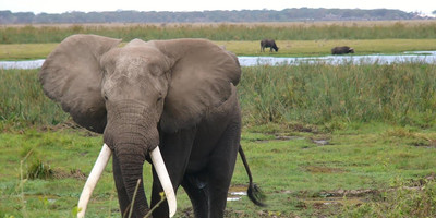1-day flying from zanzibar to mikumi np impressive safari tour - Photo 1