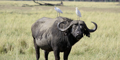 1-day flying from zanzibar to mikumi np impressive safari tour - Photo 3