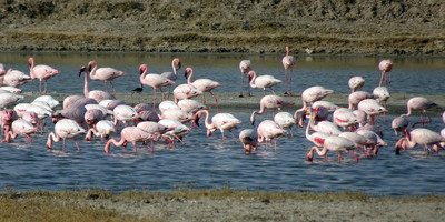 1-day flying from zanzibar to mikumi np impressive safari tour - Photo 2