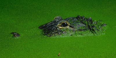 1-day flying from zanzibar to mikumi np impressive safari tour - Photo 6