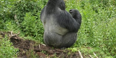 1 day gorilla trek - Photo 1