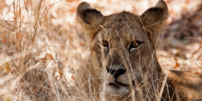 1 day joining tanzania safari in arusha national park with burigi chato safari co l.t.d - Photo 2