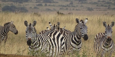 1 day joining tanzania safari in arusha national park with burigi chato safari co l.t.d - Photo 1