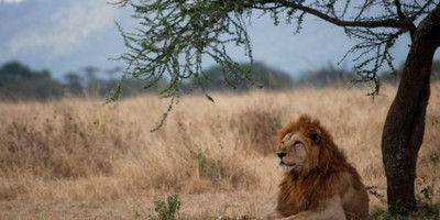 1 day joining tanzania safari in arusha national park with burigi chato safari co l.t.d - Photo 4