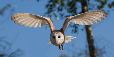 1- day manyara national park tanzania safari - Photo 1