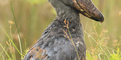 1 day shoebill mabamba tour - Photo 4