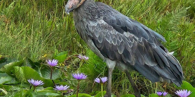 1 day shoebill mabamba tour - Photo 3