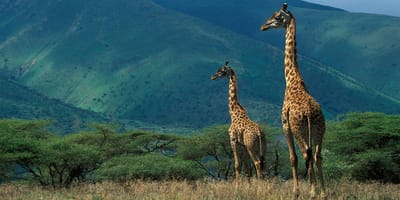 1-day tarangire trip - Photo 3