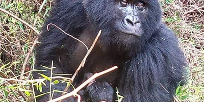 10 day primates and savannah experience. - Photo 2