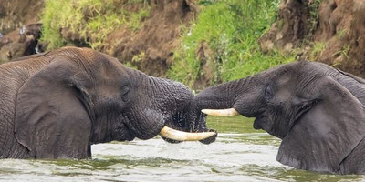 10 day primates and savannah experience. - Photo 3