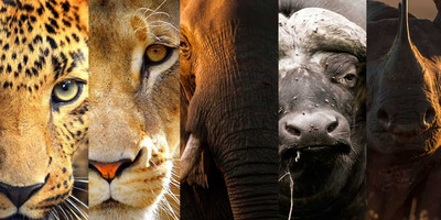 10-day rwanda & uganda gorillas and african big five tour - Photo 1