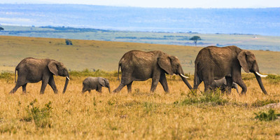 10-day rwanda & uganda gorillas and african big five tour - Photo 2