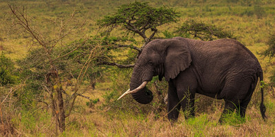 10-day rwanda & uganda gorillas and african big five tour - Photo 4