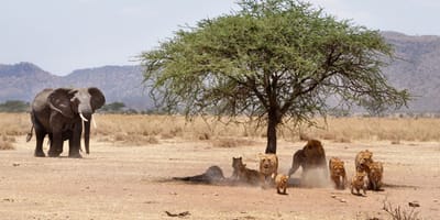 10-day shared serengeti-ngorongoro-tarangire & manyara - Photo 1
