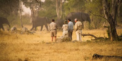10-day the great shared safari lodge experience - Photo 3