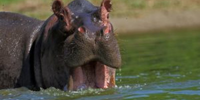 10 days gorillas & wildlife safari - Photo 10