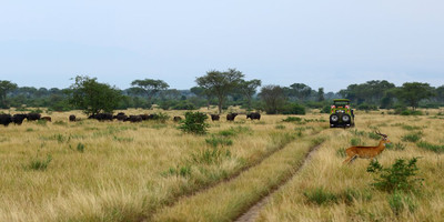 10 days gorillas & wildlife safari - Photo 4