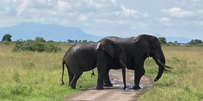 10 days gorillas and game safari in uganda - Photo 5