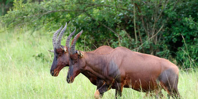 10 days gorillas and game safari in uganda - Photo 9