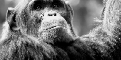 10 days gorillas and game safari in uganda - Photo 13