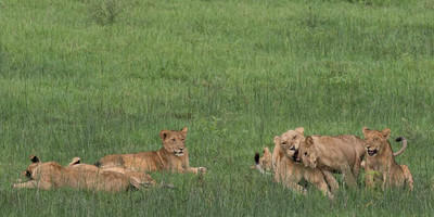 10 days gorillas and game safari in uganda - Photo 10
