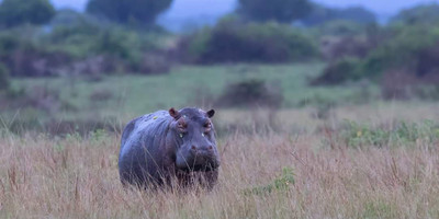 10 days gorillas and game safari in uganda - Photo 8