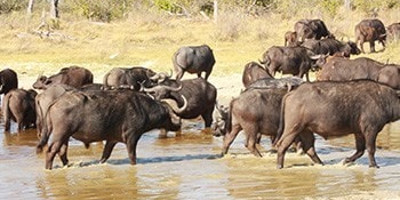  victoria falls adventure & safari in botswana - Photo 4