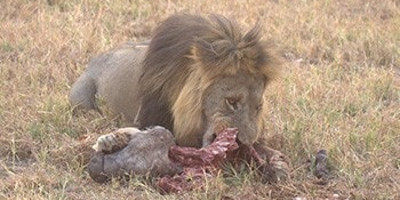  victoria falls adventure & safari in botswana - Photo 3