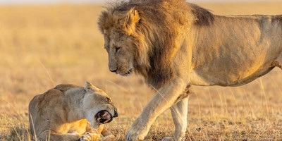 11 day serengeti wildebeest migration safari - Photo 11