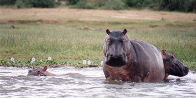 Gorillas and big game safari in uganda & rwanda - Photo 5