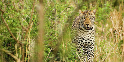 Gorillas and big game safari in uganda & rwanda - Photo 4