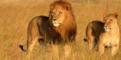 12 day tanzania cultural tourism and game drives safari - Photo 11
