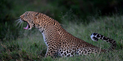 13 days – best of tanzania and zanzibar - luxury - Photo 5