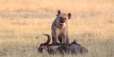 13 days – best of tanzania and zanzibar - luxury - Photo 2