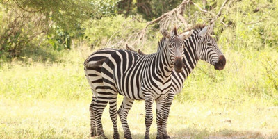 13 days – best of tanzania and zanzibar - luxury - Photo 1
