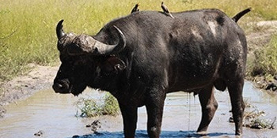 13 days spectacular safari in north west district botswana - Photo 2