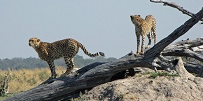 13 days spectacular safari in north west district botswana - Photo 4