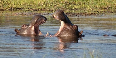 13 days spectacular safari in north west district botswana - Photo 5