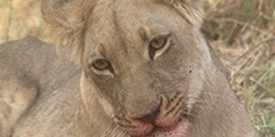 13 days spectacular safari in north west district botswana - Photo 3