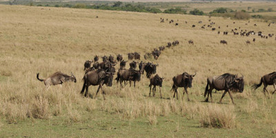 14 days gorillas, game and masai mara safari - Photo 4