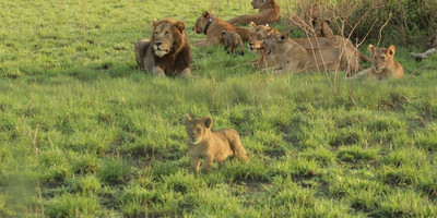 14 days gorillas, game and masai mara safari - Photo 5