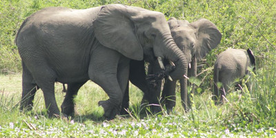 14 days gorillas, game and masai mara safari - Photo 6