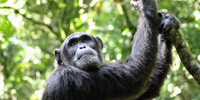 14 days gorillas, game and masai mara safari - Photo 8