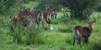 Ultimate uganda luxury safari - 14 days - Photo 6