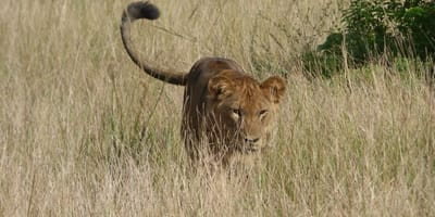 Ultimate uganda luxury safari - 14 days - Photo 3