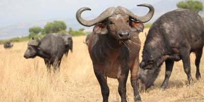 Ultimate uganda luxury safari - 14 days - Photo 8