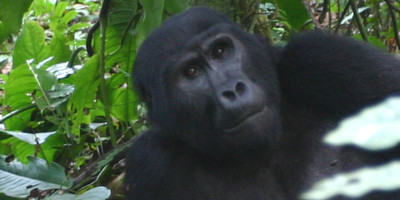 15 days birding safari - Photo 13