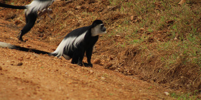 15 days uganda wildlife and activity holiday - Photo 18