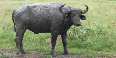 15 days uganda wildlife and activity holiday - Photo 12
