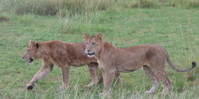 15 days uganda wildlife and activity holiday - Photo 6